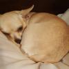 Missing chihuahua named Penny, Casper, belongs to Amber Gehrett