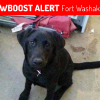 No Ears was LOST on March 16, 2018 in Fort Washakie, WY 82514 near Near Fort Washakie School Rd & Ethete Rd