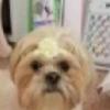 Sarge, shih Tzu, missing from near Kemmerer. Call Kim 307-727-7562