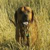 This is Copper. He either ran away or was stolen from Hwy 4 in Lame Deer. (Montana)  Owner is Julie Bennett - phone number is 406-451-5681