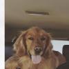  Two Female Goldens gone missing..... Daisy and Lucy.
Started out North of Heritage. Belong to Deb Carter.
