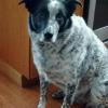 VERN is still missing,
REWARD OFFERED 
7 year old border collie/blue heeler mix and has been missing (from Rawlins,Wy) since 7/4/16 
Please help us find him.
Please call Sharon; 303-419-1516
