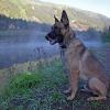 Maxi is a 3 1/2 year old Belgian Malinois with a tattoo in his left ear "T117", he is friendly and lost. He was wearing a black collar with Celtic designs and tags. Please call 303-332-2530 or 720-365-8274 if you see him or have found him. He has a chip but it is not a GPS chip.
