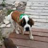 My best friend Buddy, a male St bernard went missing on wed evening 8/27/2014 he was wearing a collar and tag, please if you have seen him or know anything, call or text, mike (307)840-3714 