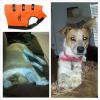 Missing Spayed Female Red Heeler mix

 Missing on hwy 30 mile marker 73 (between Opal, WY & Granger, WY)

 Been missing since thursday, 1/8/15, morning. Not wearing a collar but was wearing a Browning Hunters dog vest (same as picture) and is freeze branded.
call 307-877-3307