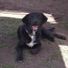 Male lab mix named Venom lost near Smiths in Rock Springs, if seen please call 801-647-1987