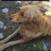 Golden retriever belonging to Kelly Powers 307-752-5533, Missing from Buffalo area.