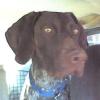 Missing German Shorthair, US Hwy 16 Ten Sleep, WY, 1 yr old, female, need all the help we can get. Call 307-366-2682  Helen Askew