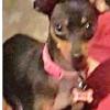 Bree, 16 mo old MinPin stolen from home in Rawlins by person in a dark suv. Call Cheryl Hulme 307-630-0752 or the Rawlins Police Dept.