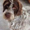 MISSING since Feb. 26, 2016 from Highway 157 four miles west of Lingle, WY, owner Ansche Taylor
REWARD: $500 
Call 307-715-2004, 307-715-2001