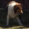 Missing Sheltie, Tori, owner Amy Hahn. Last seen by Keg and Cork in Casper. Phone 307-259-1099.