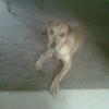 Honey Bee, belongs to Deana Curtis, 307-247-8131